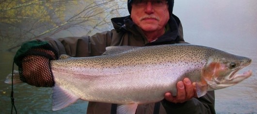 Slider - Fall Steelhead 2014 2