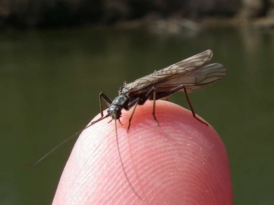 How to Tie Ted's Early Black Stonefly Nymph Pattern